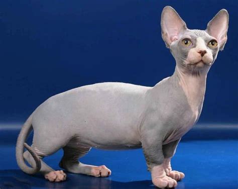 gatos recien nacidos sin pelo|Gatos sin pelo: características y tipos 